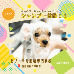 本物のワンちゃんでシャンプー体験orプーちゃんカット体験